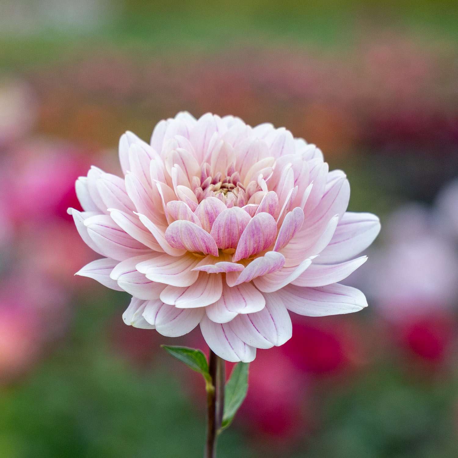 Daalia ‘Glossy Annika’